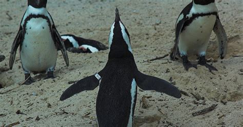 penguin rfid tag chip|Flipper Bands Harm Penguins .